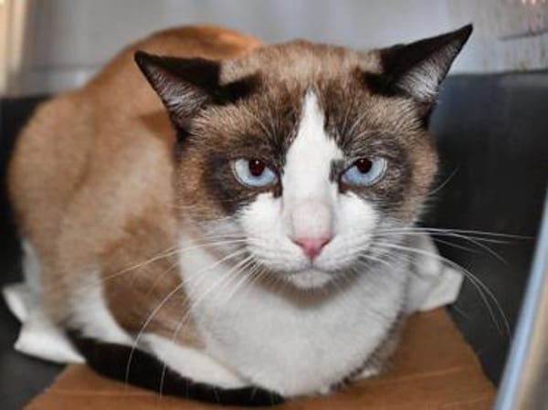 Schöner Calimero sucht Zuhause