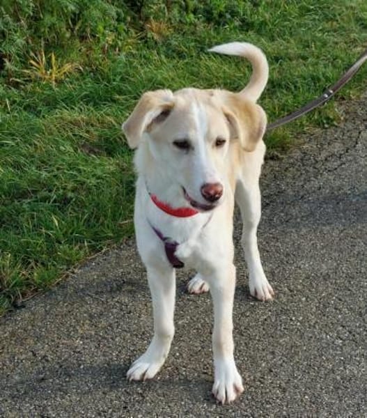 Junge verschmuste Sunny auf PS