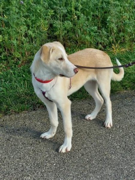 Junge verschmuste Sunny auf PS