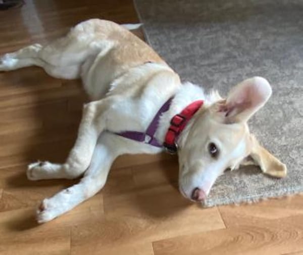 Junge verschmuste Sunny auf PS