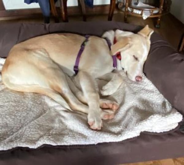 Junge verschmuste Sunny auf PS