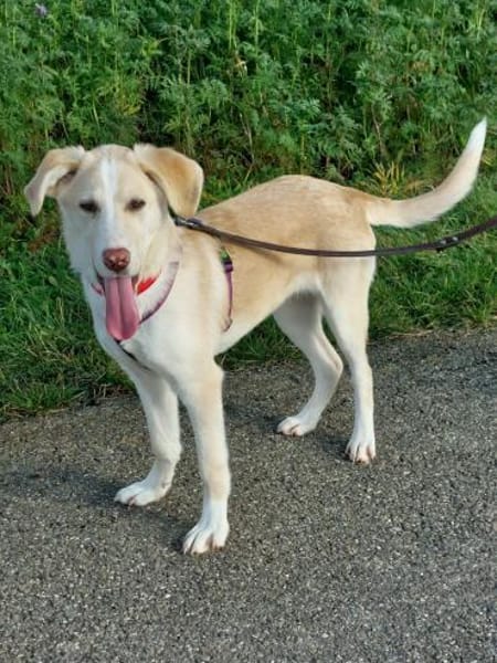 Junge verschmuste Sunny auf PS