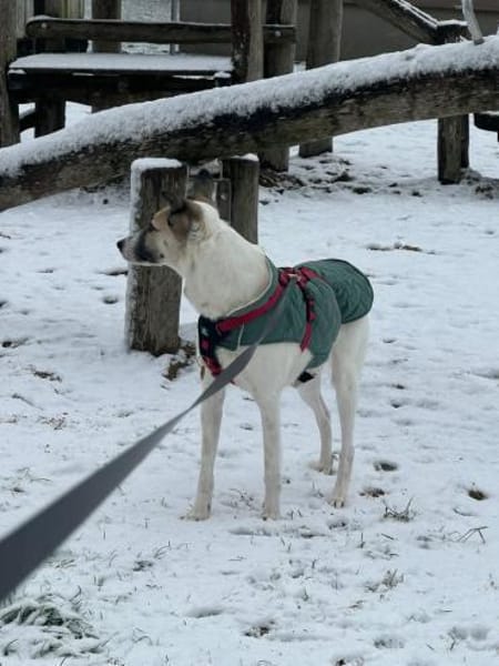 HOPE sucht ein liebevolles Zuhause