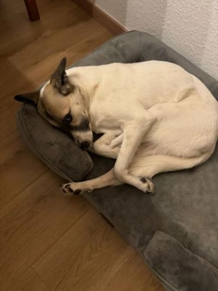 HOPE sucht ein liebevolles Zuhause