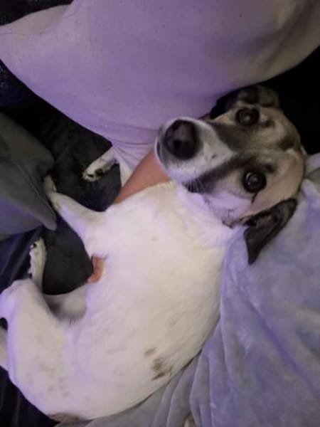 HOPE sucht ein liebevolles Zuhause