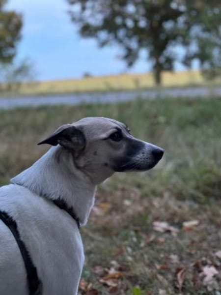 HOPE sucht ein liebevolles Zuhause