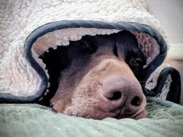 🧡Altos - in Deutschland zur Pflege