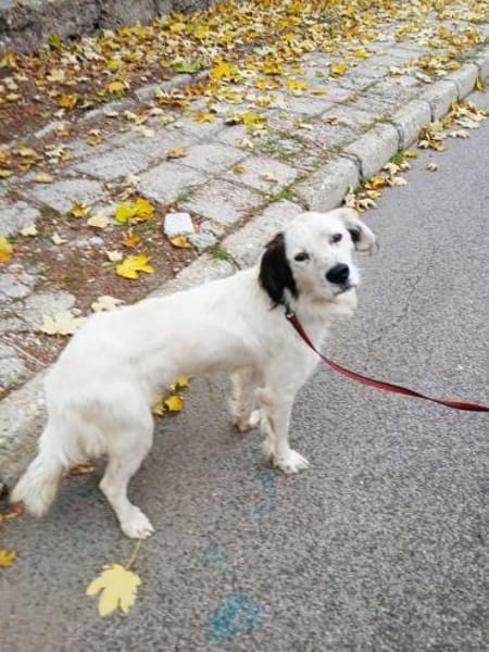 Bubi ein unkomplizierter lustiger Rüde