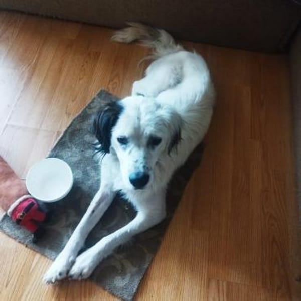 Bubi ein unkomplizierter lustiger Rüde