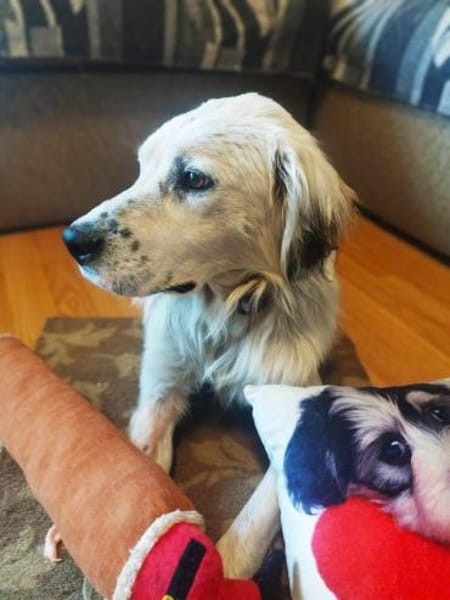 Bubi ein unkomplizierter lustiger Rüde