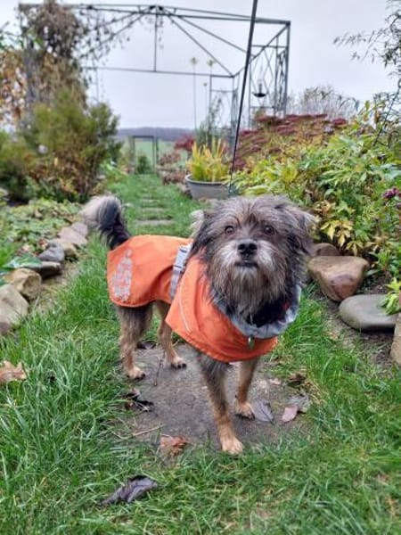 Finchen, ein bezauberndes Seelchen