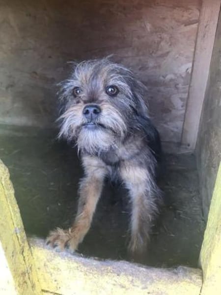 Finchen, ein bezauberndes Seelchen