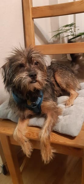 Finchen, ein bezauberndes Seelchen