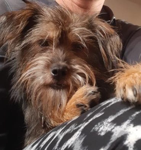 Finchen, ein bezauberndes Seelchen