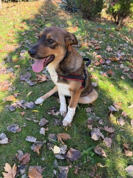 Vita, eine gelehrige, gehorsame Hündin