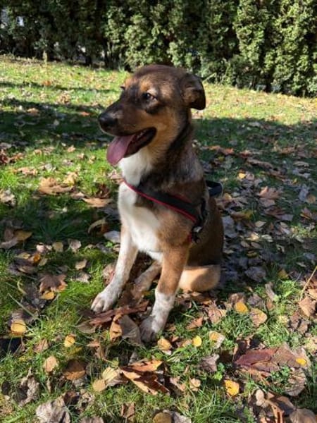 Vita, eine gelehrige, gehorsame Hündin