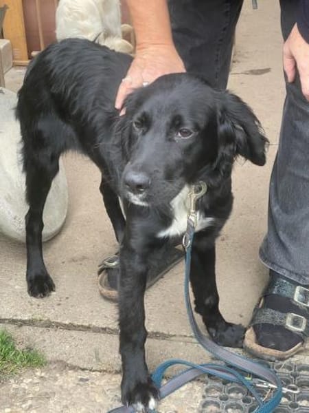 Bezaubernde Beau sucht ein Zuhause