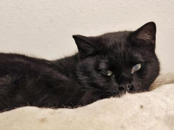 Mora sucht schönes Zuhause