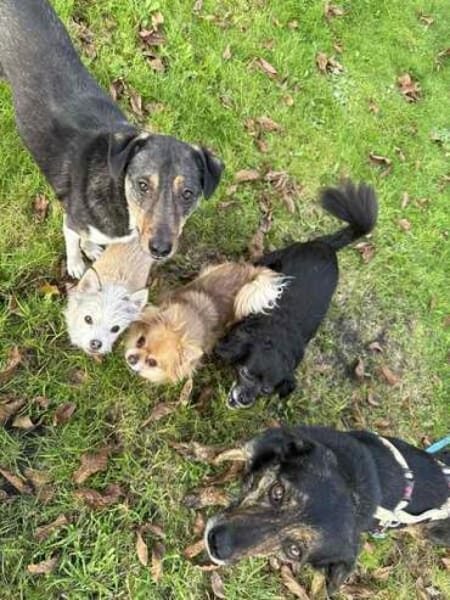 CANDELA * auf dem Weg zur Familienhündin