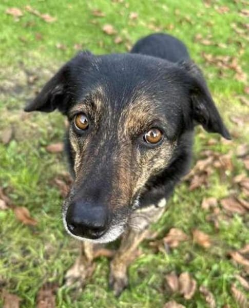 CANDELA * auf dem Weg zur Familienhündin