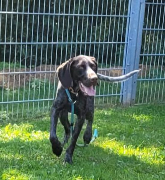 Jason, ca. 1 Jahr, 50 cm, 18 kg