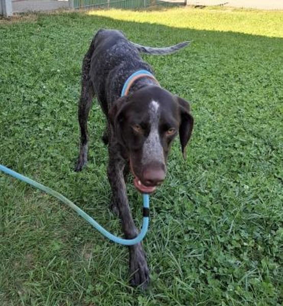 Jason, ca. 1 Jahr, 50 cm, 18 kg