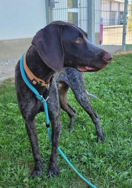 Jason, ca. 1 Jahr, 50 cm, 18 kg