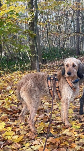 🧡Tosca - in Deutschland zur Pflege