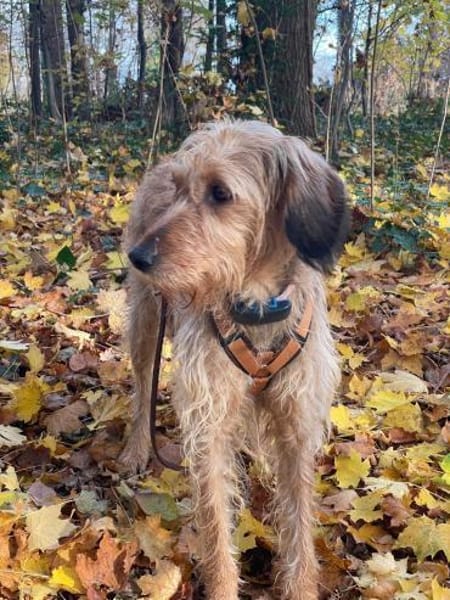 🧡Tosca - in Deutschland zur Pflege