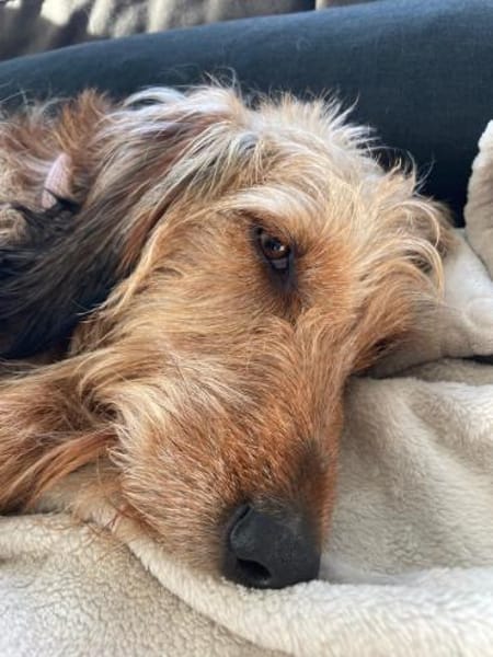 🧡Tosca - in Deutschland zur Pflege