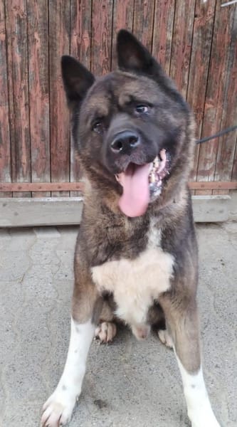 🍀🐾 Unser Neuer, eine Inobhutnahme ♥✊