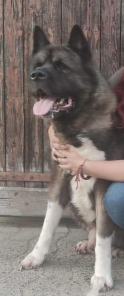 🍀🐾 Unser Neuer, eine Inobhutnahme ♥✊