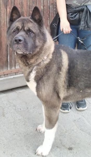 🍀🐾 Unser Neuer, eine Inobhutnahme ♥✊