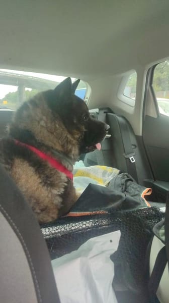 🍀🐾 Unser Neuer, eine Inobhutnahme ♥✊