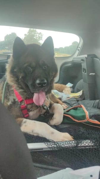 🍀🐾 Unser Neuer, eine Inobhutnahme ♥✊