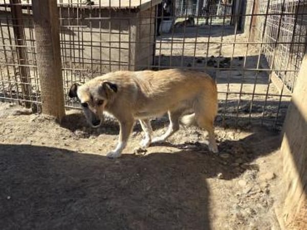 PEPPI-zauberhafte, wunderschöne J.Hündin