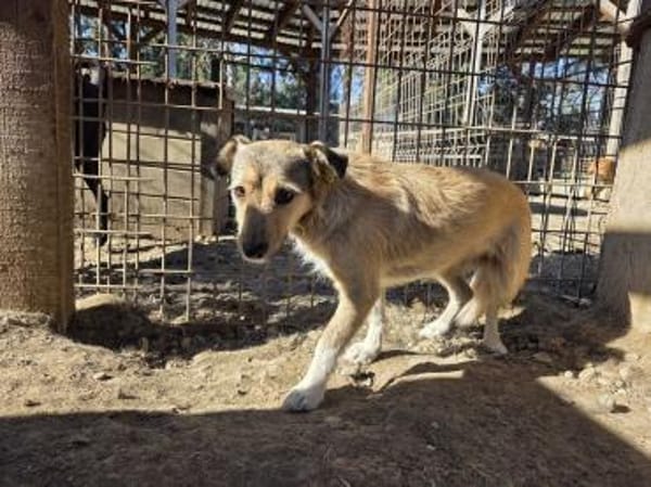 PEPPI-zauberhafte, wunderschöne J.Hündin