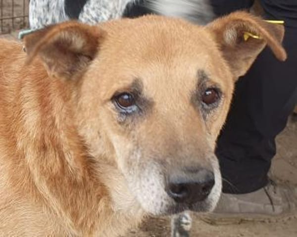 COUGAR-sanfter Senior Rüde, 51 cm