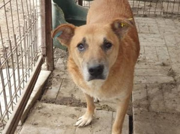 COUGAR-sanfter Senior Rüde, 51 cm