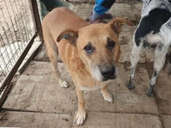 COUGAR-sanfter Senior Rüde, 51 cm