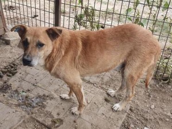 COUGAR-sanfter Senior Rüde, 51 cm