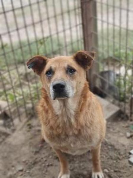 COUGAR-sanfter Senior Rüde, 51 cm