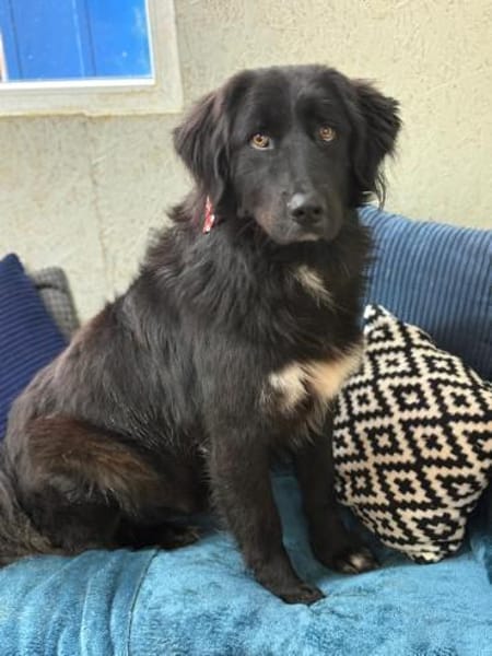 Murphy - unser Wuschelbär