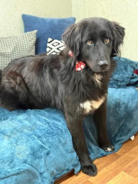 Murphy - unser Wuschelbär