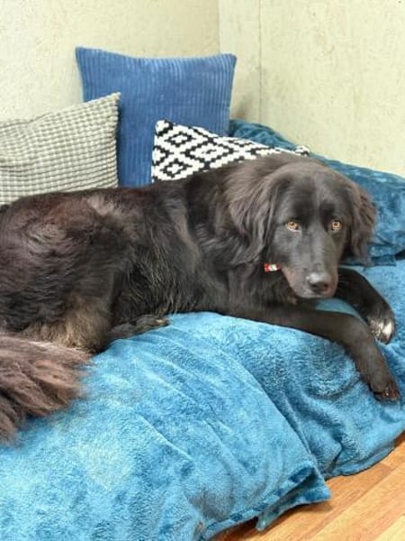 Murphy - unser Wuschelbär