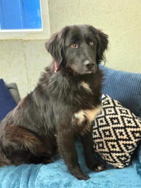 Murphy - unser Wuschelbär