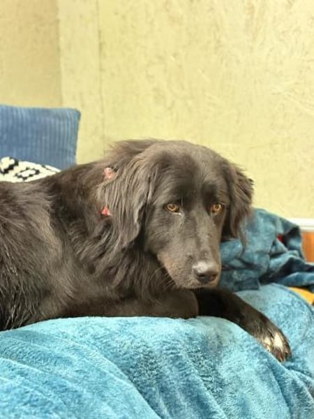 Murphy - unser Wuschelbär