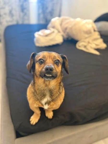 Shorty - unser Sonnenschein sucht Dich