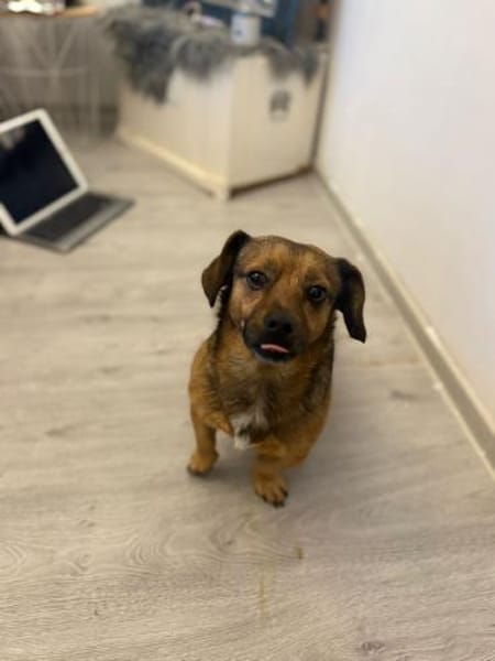 Shorty - unser Sonnenschein sucht Dich