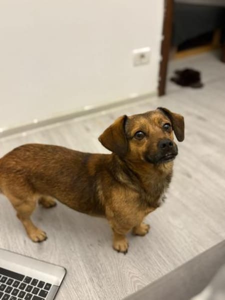 Shorty - unser Sonnenschein sucht Dich